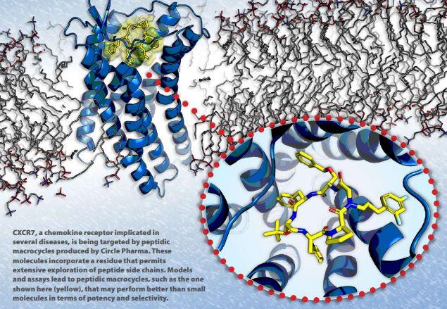 CXCR7受體，Circle公司大環肽化合物開發平臺的靶點之一